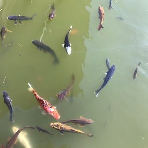 Meet your Posher, Sigrid